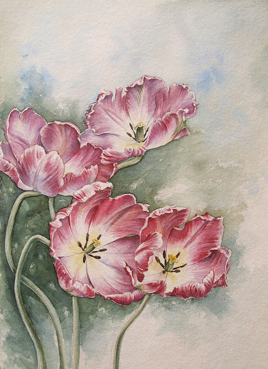 Tulpen – Aquarell