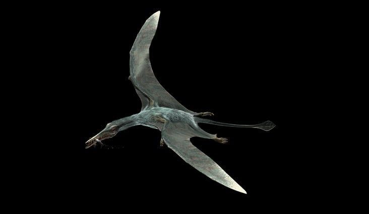 rhamphorhynchus