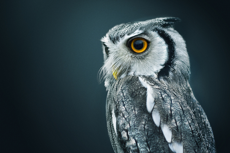 Curious Owl