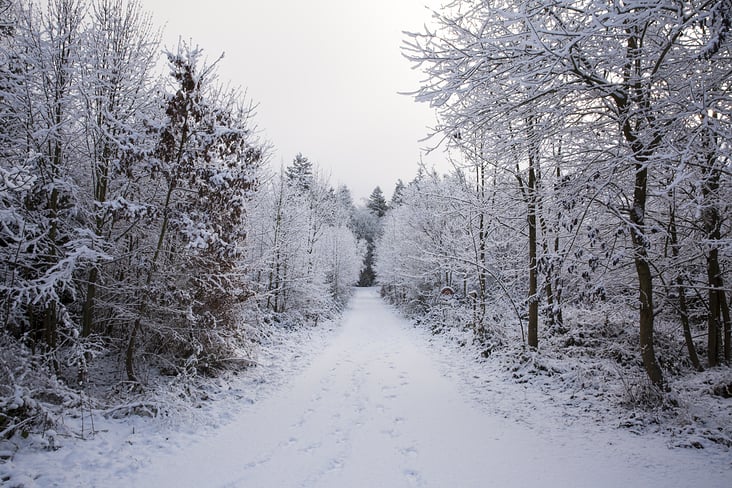 Habsburgerwald