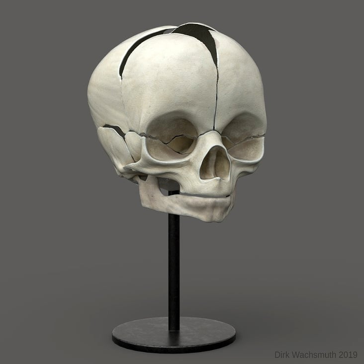 Infant Skull – Anatomy Study