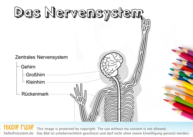 Dein Nervensystem