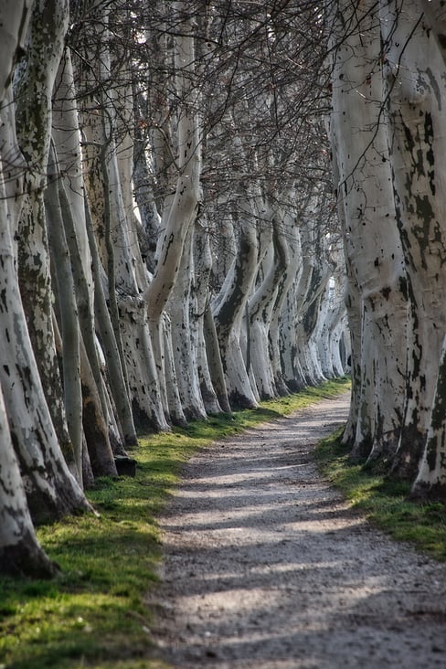 Planes trees, Bad Weilbach