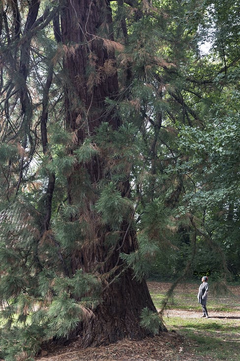 Birgit Waller an ihrem Lieblignsplatz unter dem Mamutbaum im Park