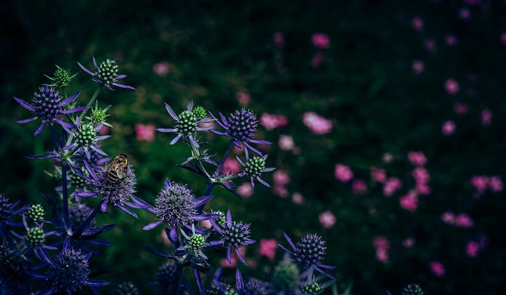 Eryngium Planum