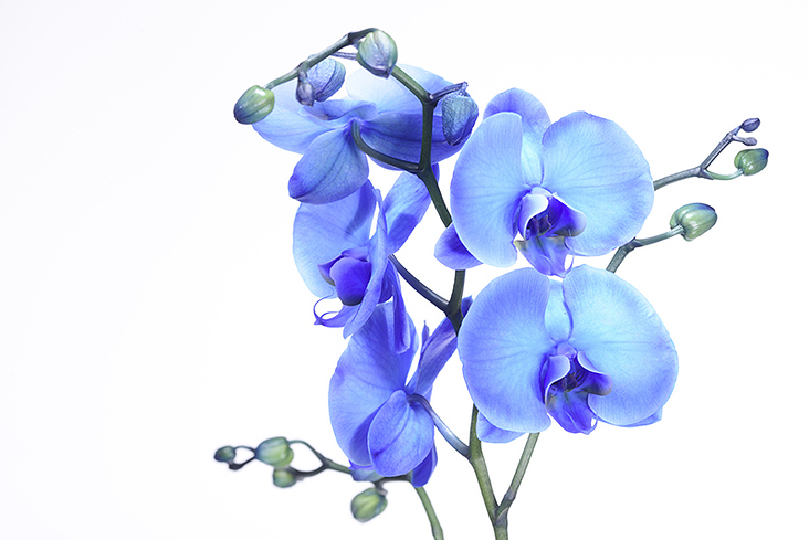 eine blaue Orchidee