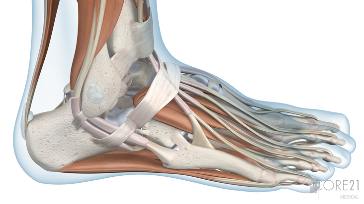 Medizinische Illustration Orthopädie: Sprunggelenk