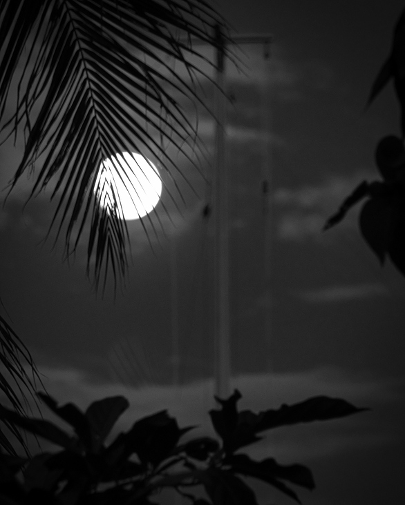 Full Moon behind Palm trees