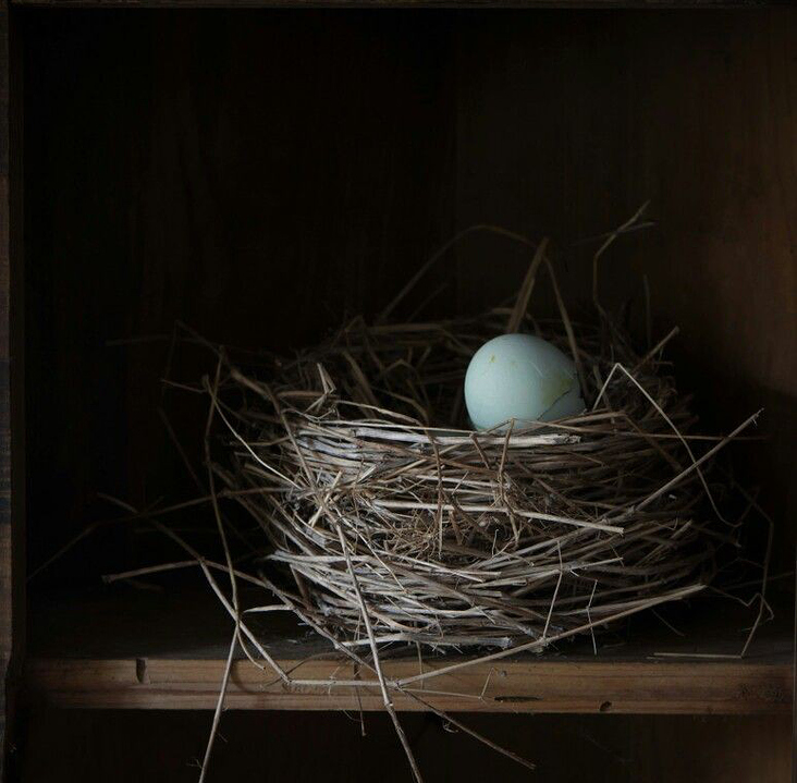 Nest