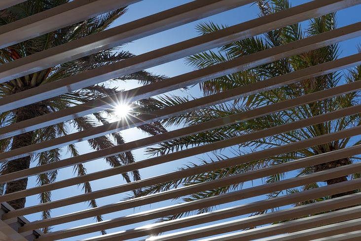 Palms in the sun