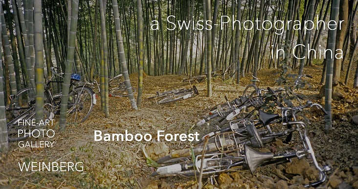 bamboo forest