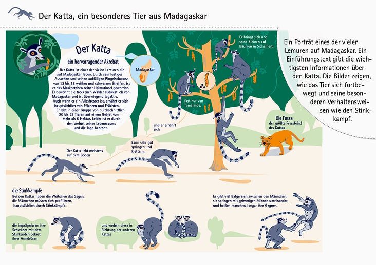 Der Katta aus Madagaskar