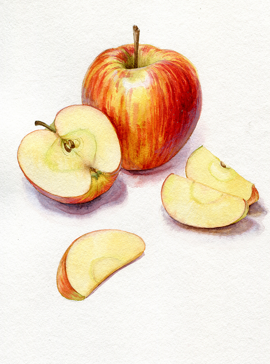 Äpfel – Aquarell