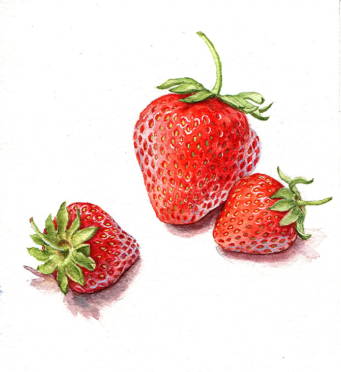 Erdbeeren – Aquarell
