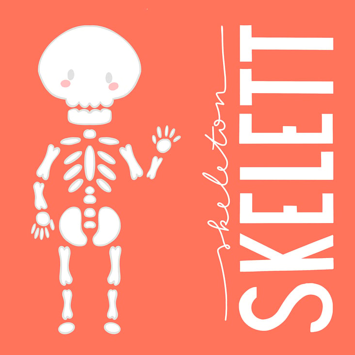 Skelett