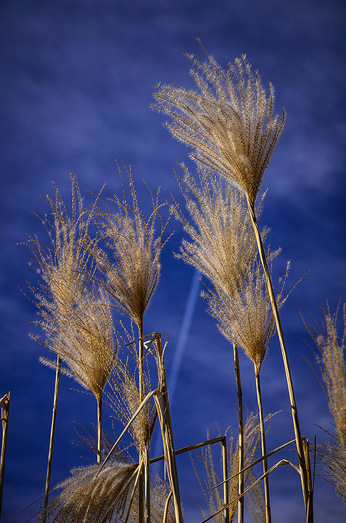 Gras
