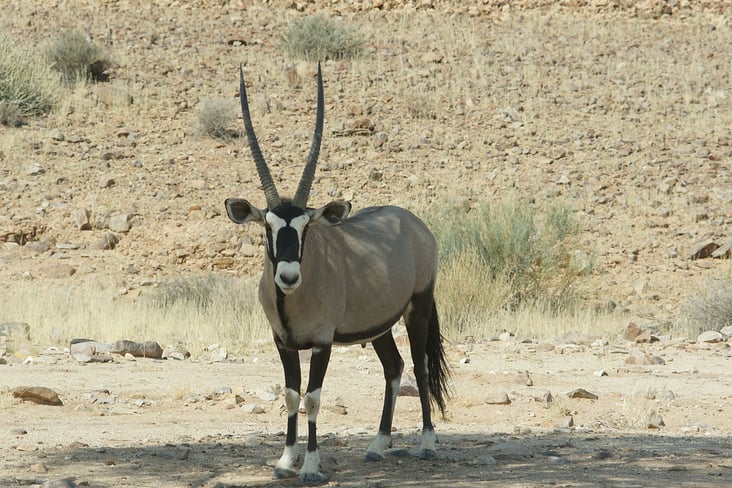Orix in Namibia