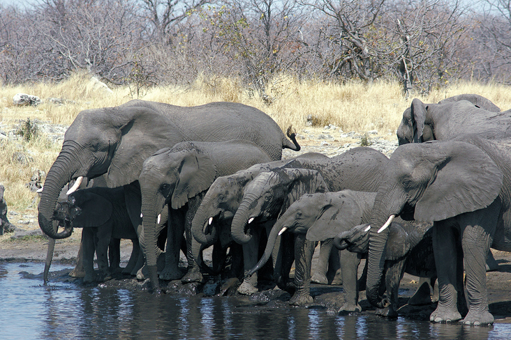 Ethosa NP Namibia Elefantenherde