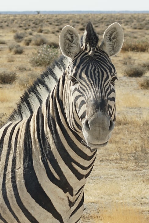 Ethosa NP Namibia Zebra