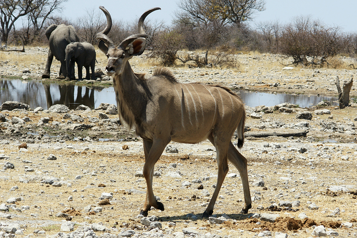 Ethosa NP Namibia Kudu