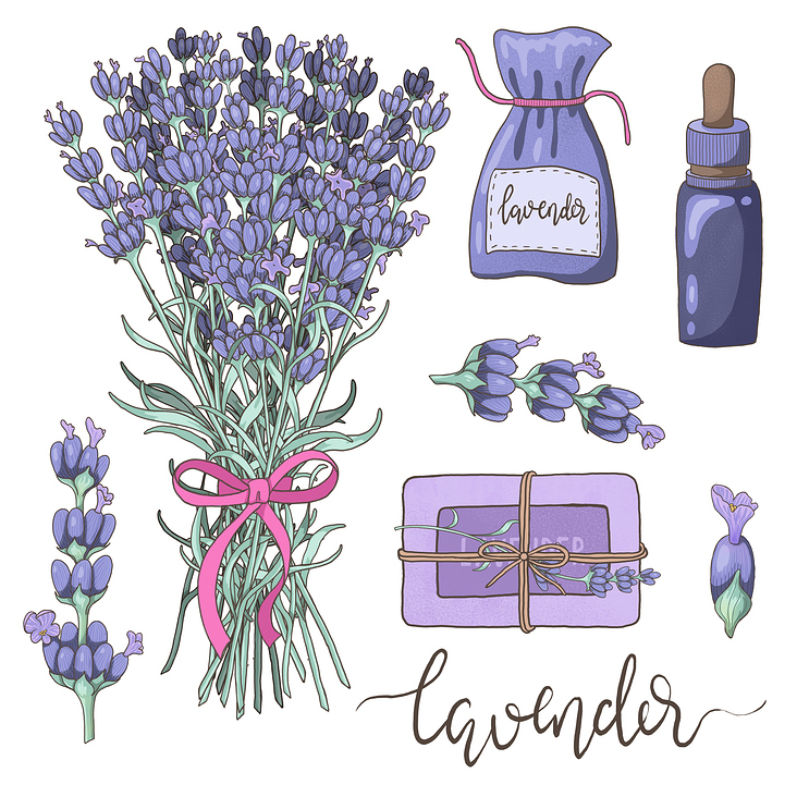 Lavendel