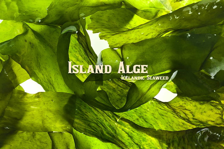 globuskind Hoffmann Packagingdesign riffi-Island-Alge