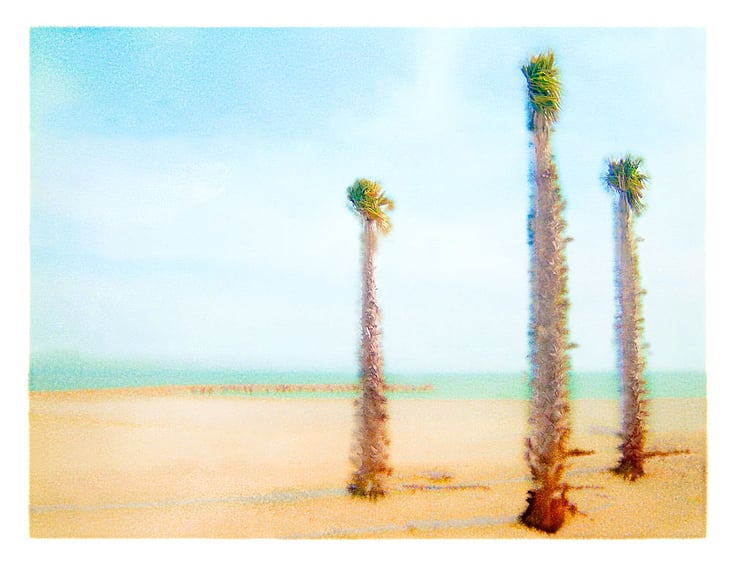 palmen im herbst, aquagrafie©