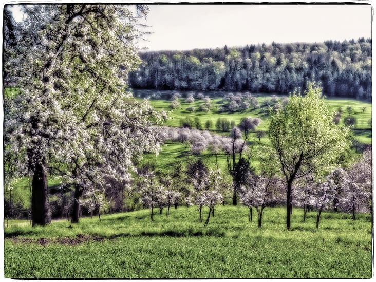 Kirschbaumblüte im Obereggener Tal