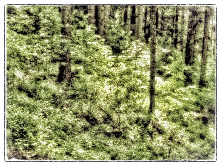 13 Lichtdurchfluteter Wald