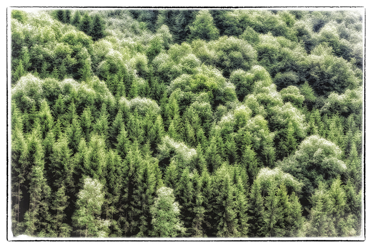 The Black Forest turned green