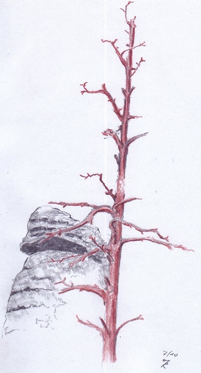 dürrer Baum