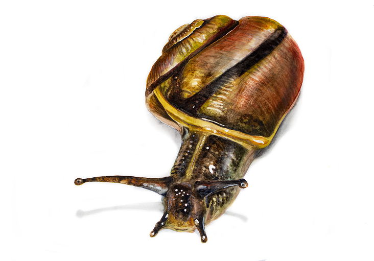 Schnecke | 40×50 | Aquarell