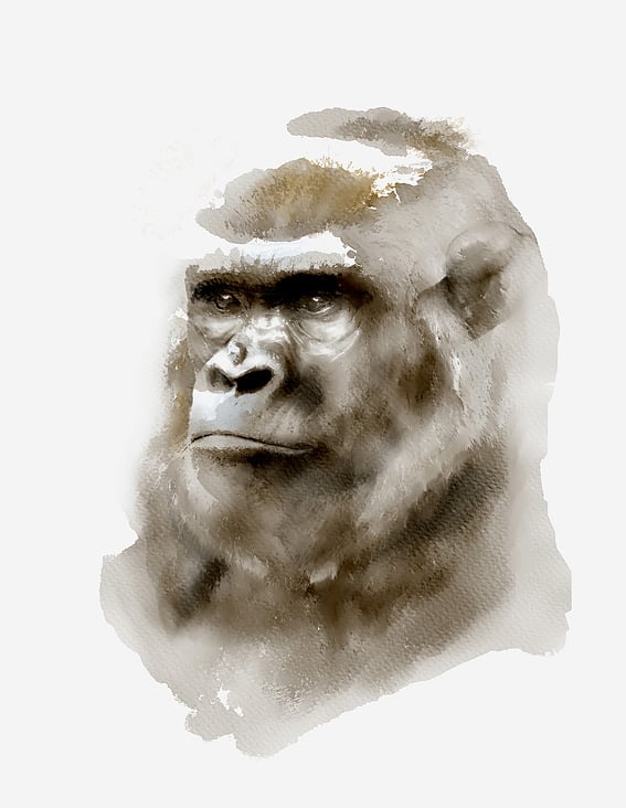 suzana-mujakovic-gorilla-watercolour-illustration