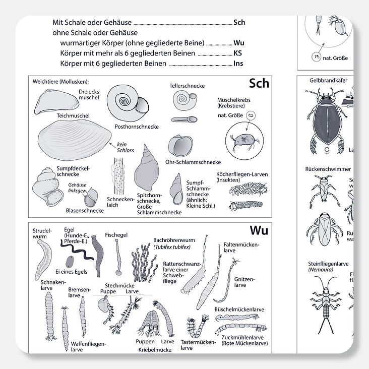 Illustration für Lehrmittel, Biologie, Raabe Verlags-GmbH
