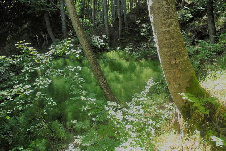 Rügen-Wald