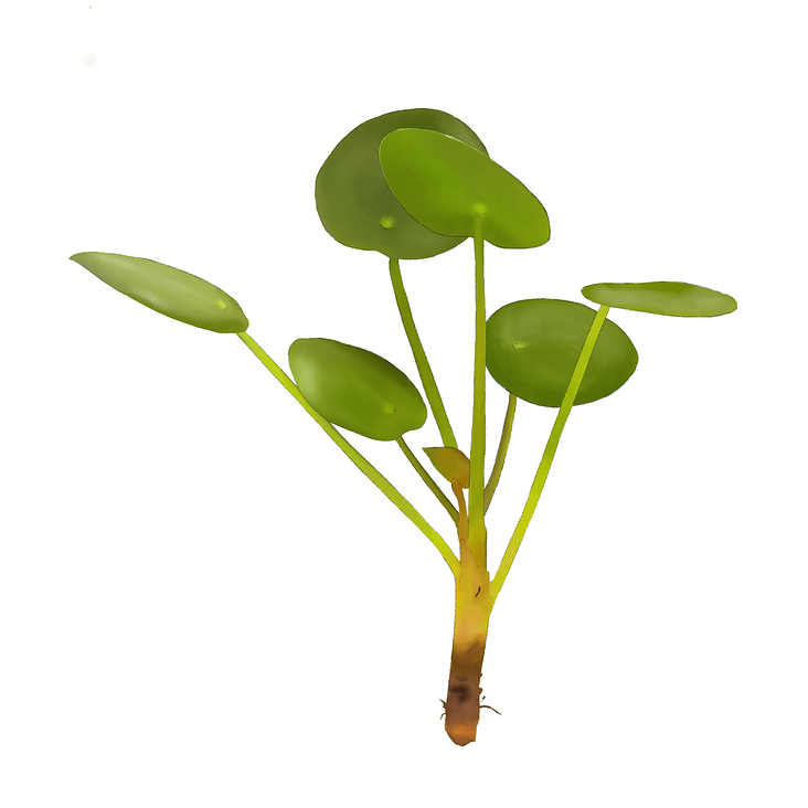 wissenschaftliche Illustration „Pilea“