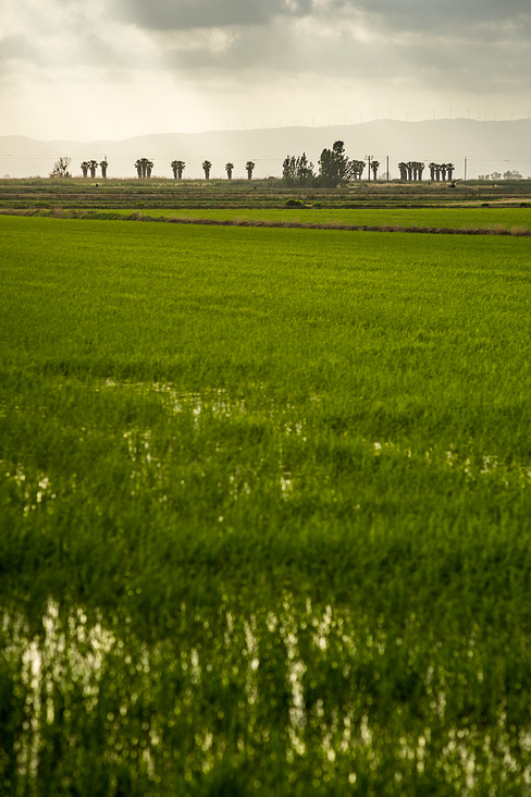 Reisfelder im Ebro-Delta in Spanien, 2017.