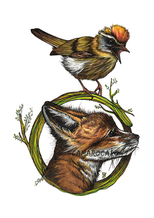 Little Fox and Firecrest Illustration