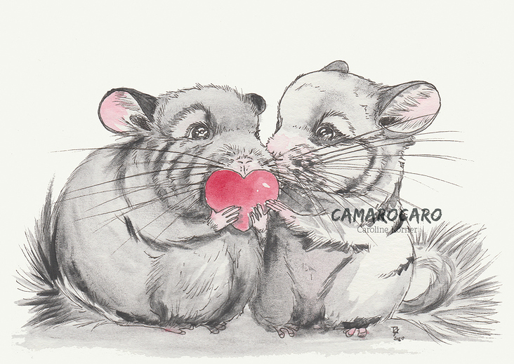 Chinchilla-Liebe