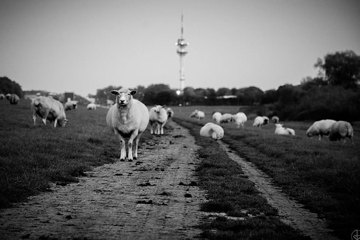 Sheep