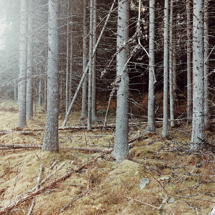 Wald, Finnland