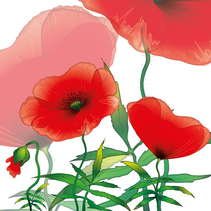 Klatschmohn 2013