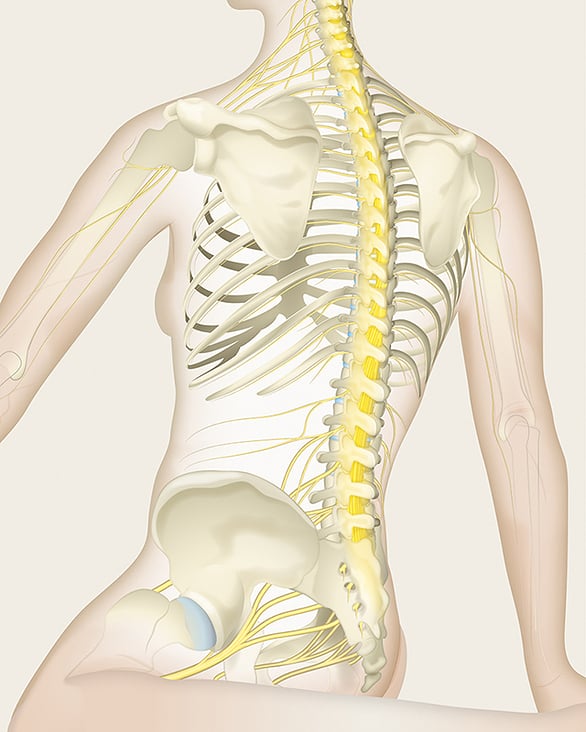 Wirbelsäule / Rückenmark / Nerven