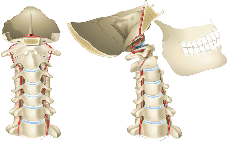 Halswirbel mit A. Vertebralis