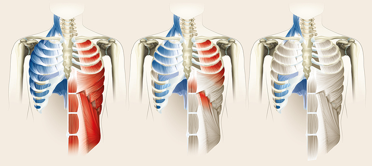 Inspirations- und Exspirationsmuskeln