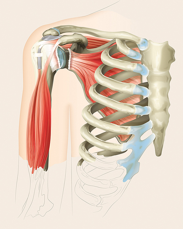 Physiologie der Schulter