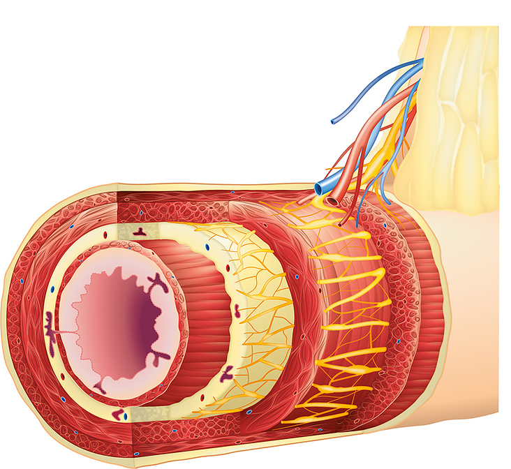 Querschnitt des Dickdarms