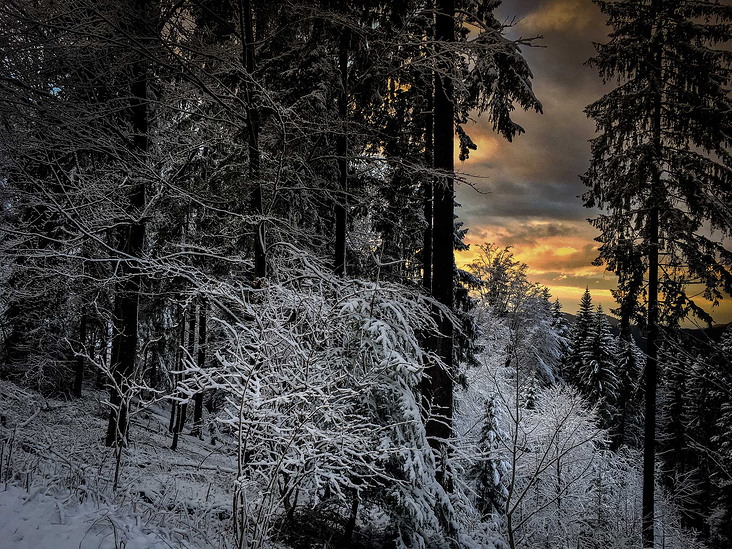 Abend im Winterwald