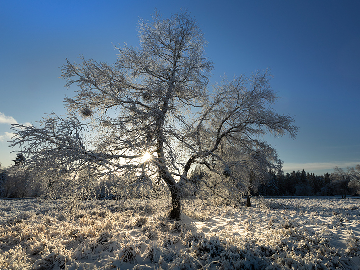 Winterbaum