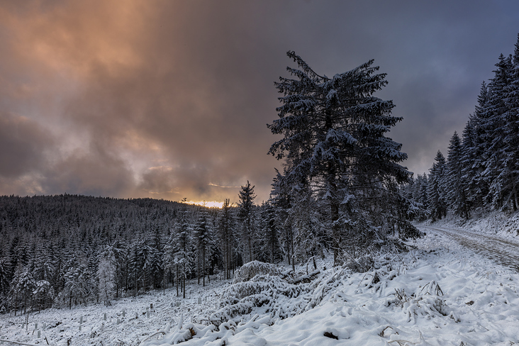 Sonnenuntergang im Wald